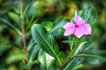 flower in the garden