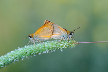 meadow brown butterfly