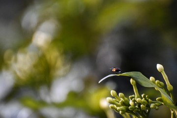 butterfly on leaf