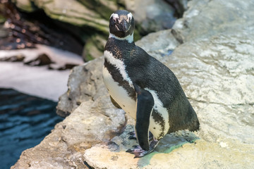 Penguin walking over the rocks by the water
