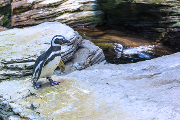 Penguin walking over the rocks by the water