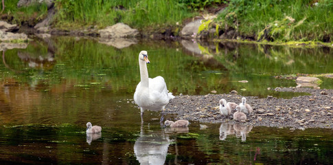Swan with ducklings
