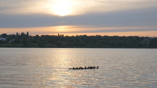 Ducks floating in the water against the backdrop of a summer sunset