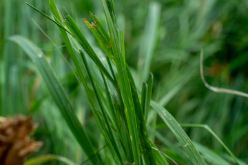 Green grass macro