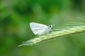Muschampia nomas butterfly