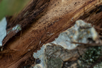 Tree bark close-up