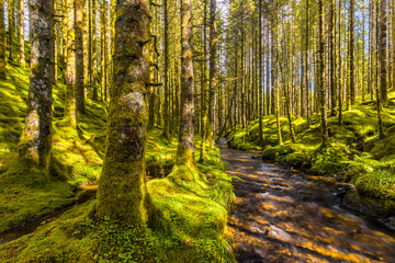 Spruce forest river