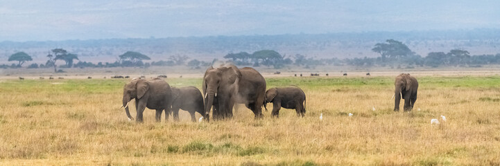 Herd of elephants in the savannah in the Serengeti park, the mother and a baby elephant walking with western cattle egrets on the grass