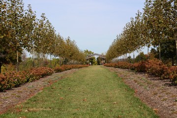 The rows of the small trees in the grass in the country.