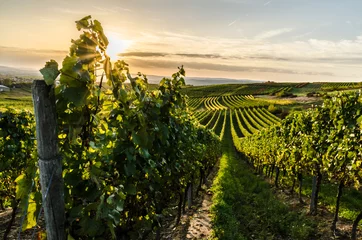 Poster de jardin Vignoble Vignoble à Rheinhessen au coucher du soleil
