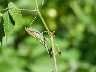 Mantis with prey