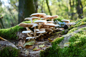 A magical tree trunk covered in moss and a lot of small, white mushrooms. Beautiful closeup of a group of mushrooms growing on tee trunk with green moss and light green bokeh forest background.
