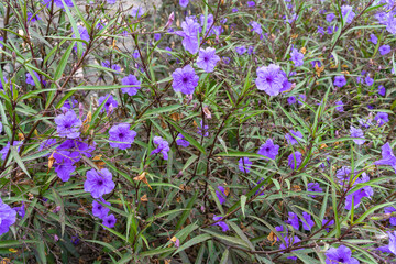 Ruellia simplex with purple flowers