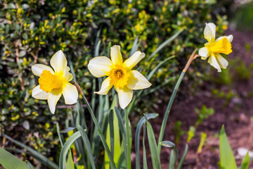 Obraz premium White daffodils on grass background in sunny weather_