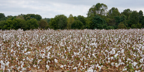 Cotton field in Geargie with forest and blue sky with clouds