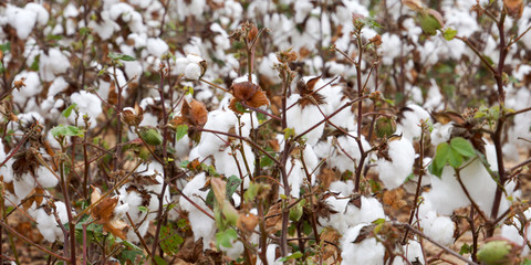 Close up of a cotton field in Georgia, USA
