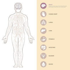 Human body anatomy infographic with brains of the structure of human organs.