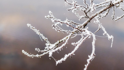 Frost covered tree branch on  background dark sky_
