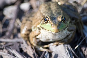 frog in pond