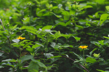Green leaves natural background