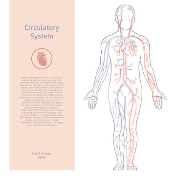 Vector banner template with human circulatory system drawn in retro style with background.