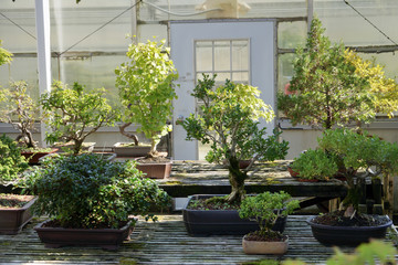 Beautiful collection of old bonsai trees  - 300748459