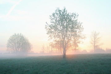 Fototapeta na wymiar Tree in fog at sunrise