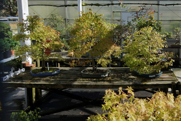 Beautiful collection of old bonsai trees 