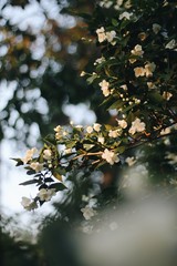 Philadelphus in sunlight