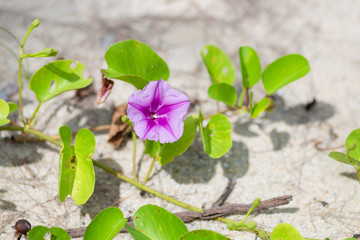 Morning Glory flowers 