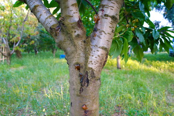 cherry tree disease