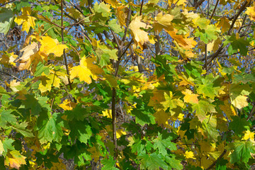 yellow and green maple leaves growing on a tree. conceptual photo of changing season summer to autumn