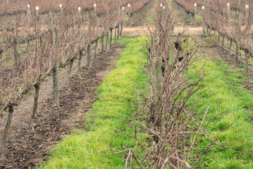 Grapes plantation with dried branches and grape clusters