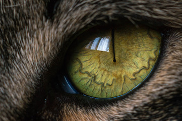 ojo agustin
