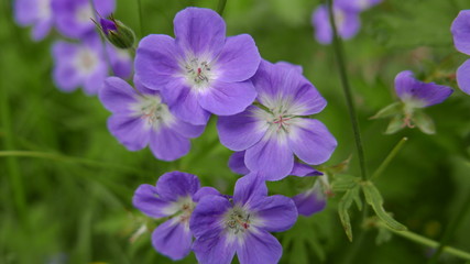 purple flowers in the garden