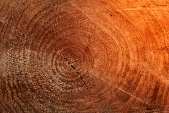 Poplar tree wood texture on cut with rings