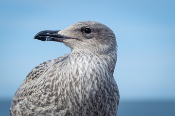 portrait of a seagull
