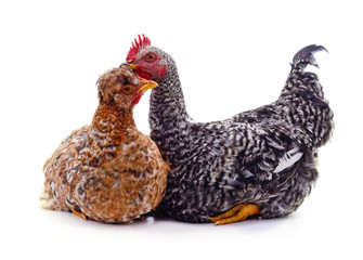 Gray rooster and hen.