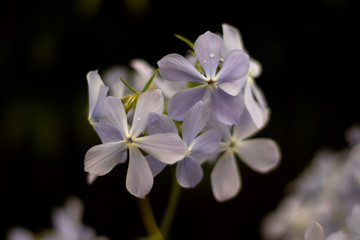 White lilac with dew on it in a garden