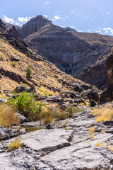 Palm trees in ariver in a volcano canyon in Gran Canaria island