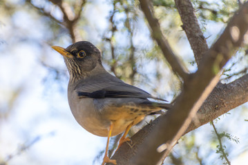 Brown bird perched in a forest trees