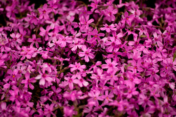 Fresh purple flowers in a garden