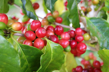 Closeup Bunch of Ripening Vibrant Red Coffee Cherries on the Tree
