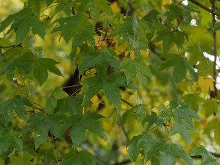 (Acer x neglectum 'Annae') Roter Feld-Ahorn or Zoeschener Ahorn mit dichtem Laub und Blättern mit...