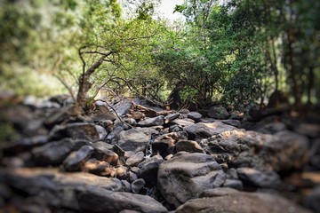 stream in forest