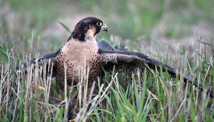 peregrine falcon