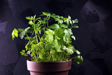 Homegrown and aromatic herb organic parsley in old clay pot