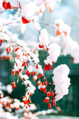 Barberry. Barberry in the snow.