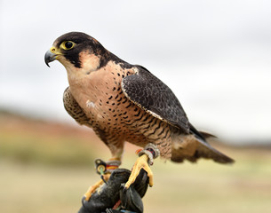 halcon peregrino