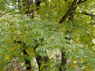 (Acer x neglectum 'Annae') Roter Feld-Ahorn or Zoeschener Ahorn mit dichtem Laub und Blättern mit...